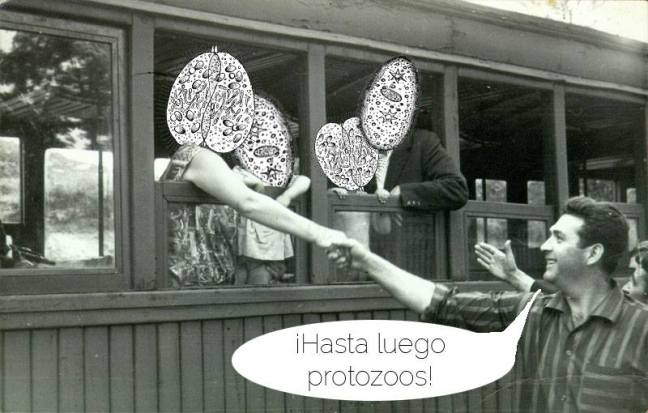 protozoos